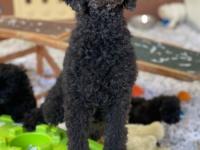 Sophie