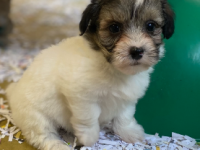 Coton de Tuléar 