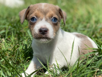 Jack Russel 