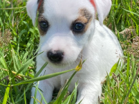 Jack Russel 