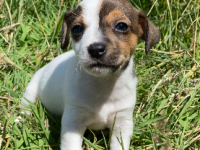 Jack Russel 