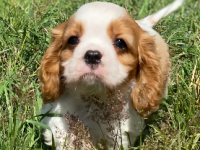 Cavalier king-charles 