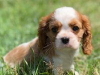 Cavalier king-charles 