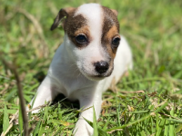 Jack Russel 