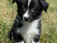 Border Collie 