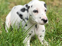 Dalmatiens 