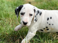 Dalmatiens 