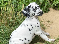 Dalmatiens 