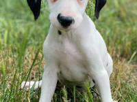 Dalmatiens 