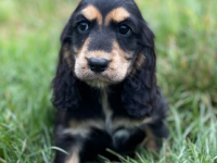 Cocker anglais