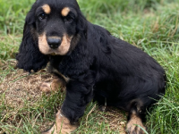 Cocker anglais