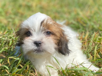 Lhassa apso