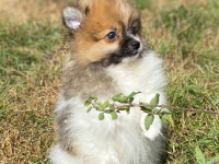 Spitz 