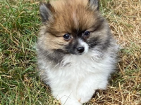 Spitz 