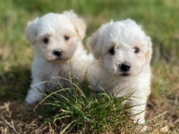Bichon frisé 