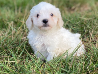 Bichon frisé 