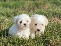 Bichon frisé 