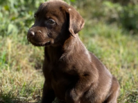 Labrador 
