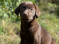 Labrador 
