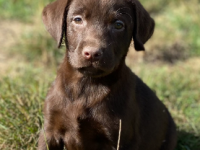 Labrador 