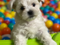 Bichon Maltais