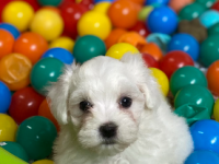 Bichon Maltais