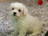 Bichon Maltais