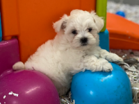 Bichon Maltais