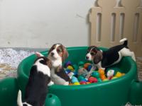 beagle