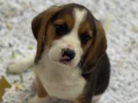 beagle