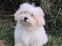 Coton de tulear 