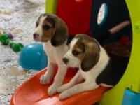 beagle