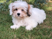 Coton de tulear 