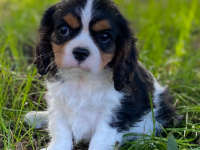Cavalier King Charles 