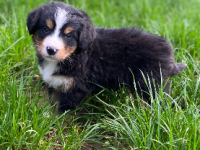 Bouvier Bernois Bouvier Bernois