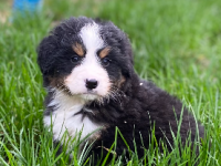 Bouvier Bernois Bouvier Bernois