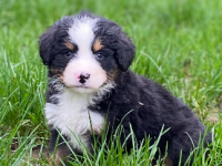 Bouvier Bernois Bouvier Bernois