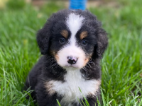 Bouvier Bernois Bouvier Bernois