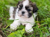 Shih Tzu Shih Tzu