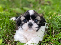 Shih Tzu Shih Tzu