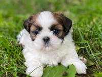Shih Tzu Shih Tzu
