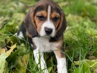 Beagle Beagle