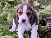 Beagle Beagle