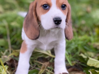 Beagle Beagle