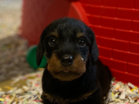 Teckel a poil dur Teckel a poil dur