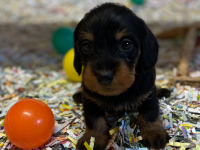 Teckel a poil dur Teckel a poil dur