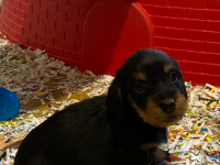 Teckel a poil dur Teckel a poil dur