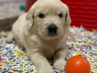 Golen Retriever Golen Retriever