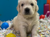 Golen Retriever Golen Retriever