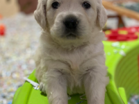 Golen Retriever Golen Retriever